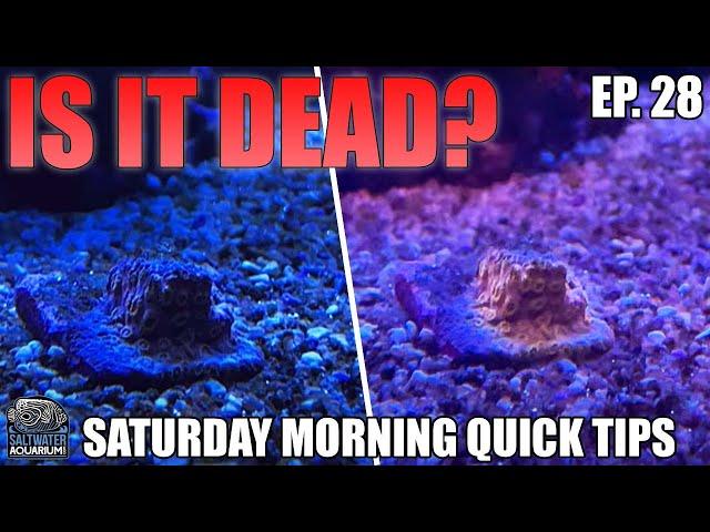 IS IT DEAD? Easy Way To Tell If Coral Is Still Alive - Saturday Morning Quick Tips