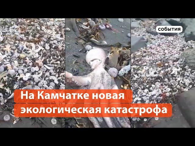 На Камчатке массовая гибель животных и загрязнение воды