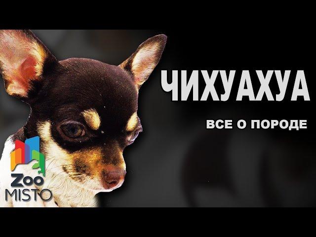 Чихуахуа - Все о породе