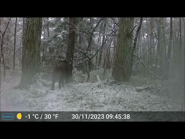 Wildkameraaufnahmen aus Niedersachsen: Spätherbst und Frühwinter 2023 (II)