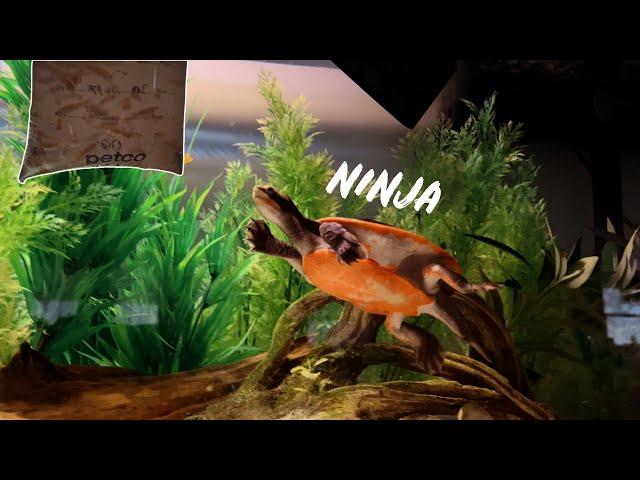 FEEDING MINNOWS to My Pink Belly Side-neck Turtle!!!