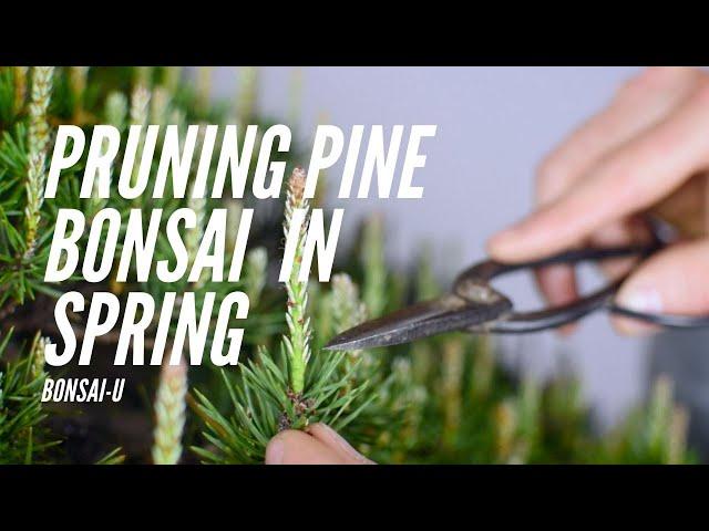 How to Prune Single-Flush Pine Bonsai | Bonsai-U