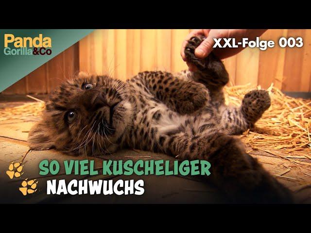 XXL-Spezial: Winter ade, im Zoo ist der Frühling angekommen | Panda, Gorilla & Co.