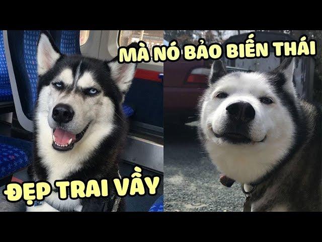 Ai cũng có máu DÊ trong người, NGÁO HUSKY cũng không ngoại lệ | Yêu Lu Official