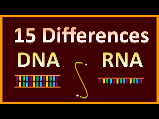 Difference Between DNA & RNA | Assignments & Exams