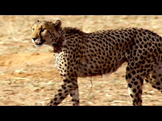 Incredible: A Cheetah Sprints to Catch a Springbok