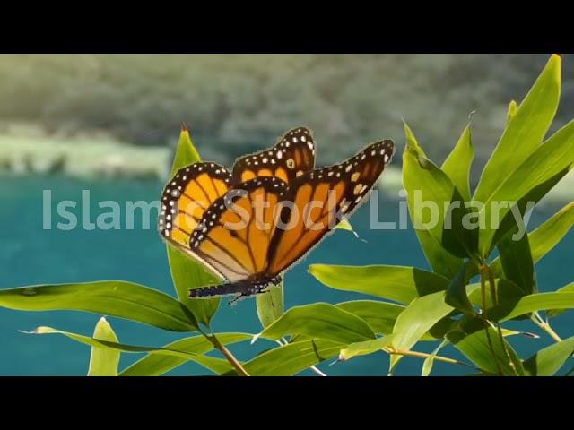 Islamic Stock Library - Beautiful Muslims Video - Islamic Background Video No Copyright HD