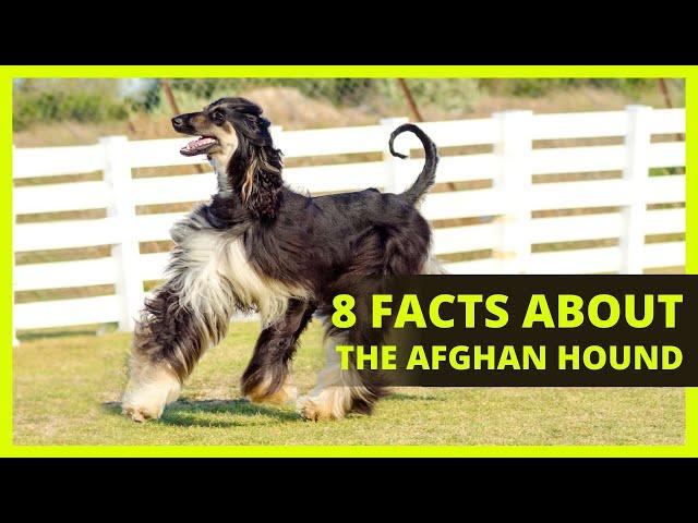 AFGHAN HOUND | Interesting facts you might not know about the Afghan Hound