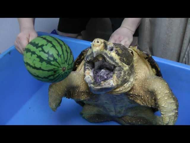 ワニガメ スイカ割り Alligator snapping turtle snaps Water melon off