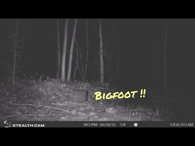 Trail cam captures Bigfoot ??