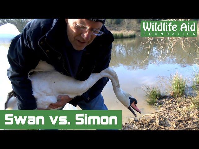 Angry Swan challenges Simon Cowell to ‘Round Two’!