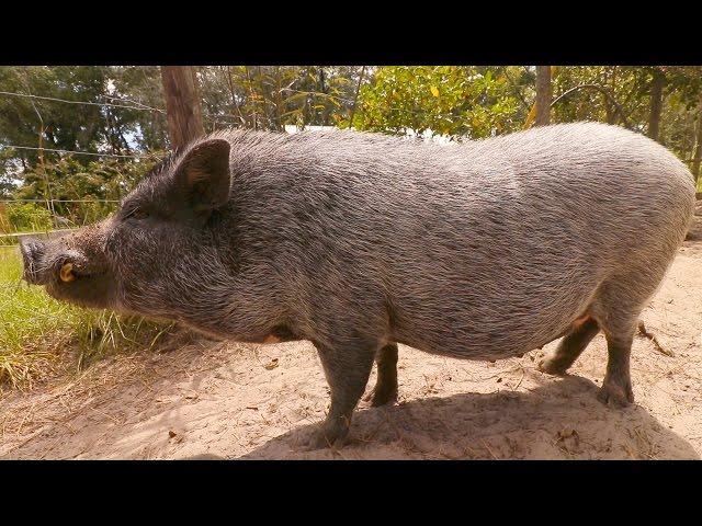 Pot Belly Pig Care For Beginners