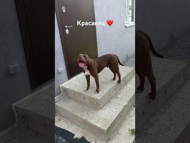 Телеграм канал Pitbull_Sonic …..  #питбуль #pitbul #питбульсоник