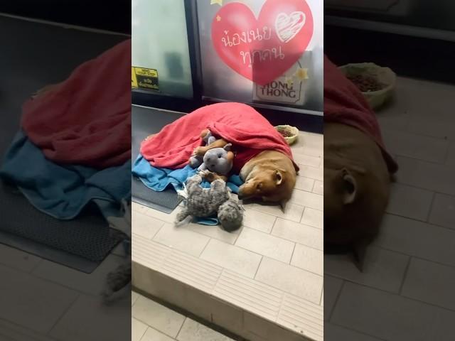 Loyal Dog’s Heartbreaking Wait: Locals Bring Warmth and Hope