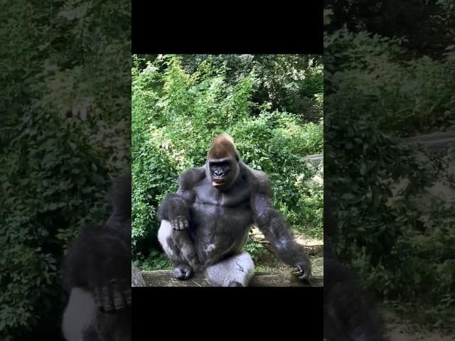 Hot Shot Gorilla in Pose!  #animals #wildlife  #gorilla #shorts  @artphot