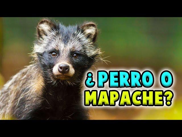 TANUKI: El PERRO que se cree MAPACHE 