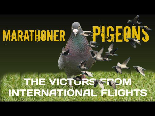 The Victors of the flight from the 7 stages of International Races 2024 - The Marathoner Pigeons