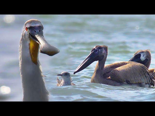 Pelicans and spoonbills in Kalmykia | Film Studio Aves