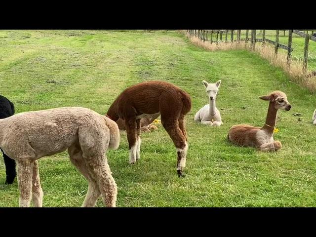 Fancy that! - Nova is a fancy alpaca