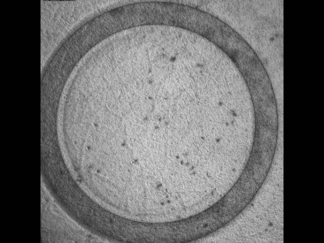 Movement of semen at low concentration in a ring