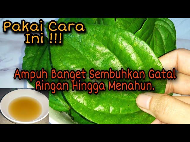 Cara mengobati Gatal-Gatal Di Kulit Secara Alami ⁉️Daun Sirih Ampuh Sembuhkan Gatal Menahun‼️