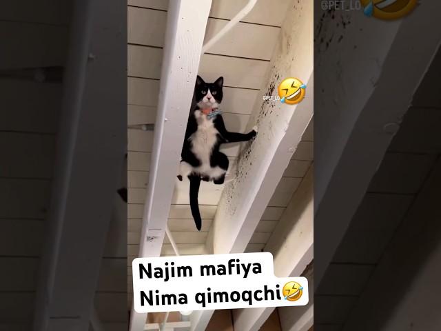 Najim  #catlike #catvideos #azikboom #cat #catfunny #mushuk #catlover #najim #funny #mycat