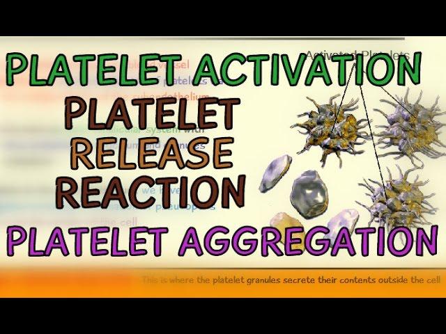 Platelet Activation - Platelet Release Reaction - Platelet Aggregation - Temporary Hemostatic Plug