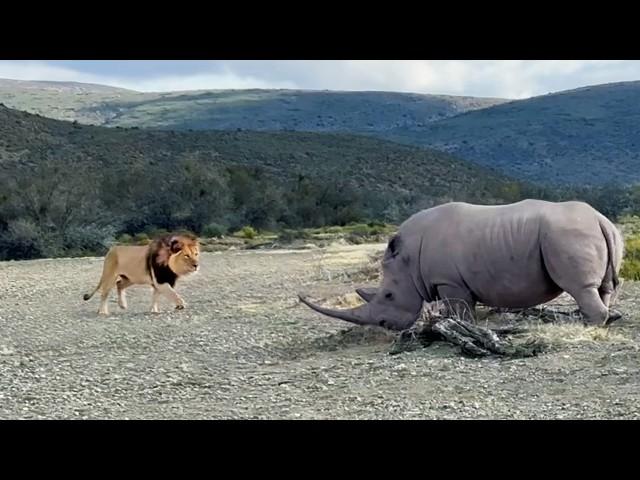 Rhino Stabs At Male Lion With Its Horn