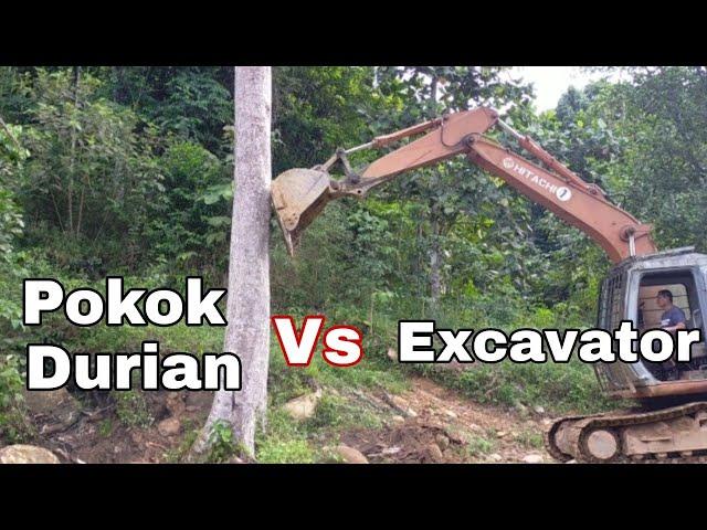 Pokok Durian vs Excavator Hitachi