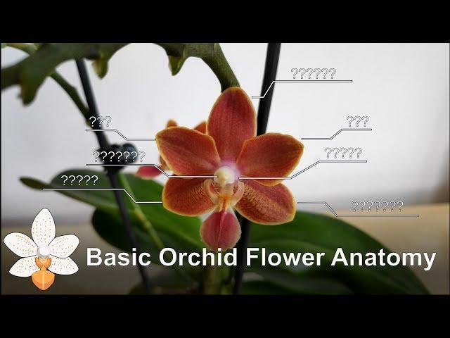 Basic Orchid Flower Anatomy