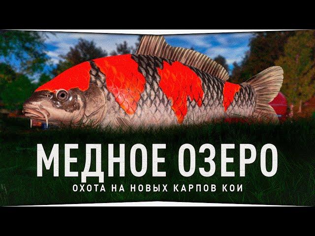 Медное озеро • Карпы Кои • Русская Рыбалка 4