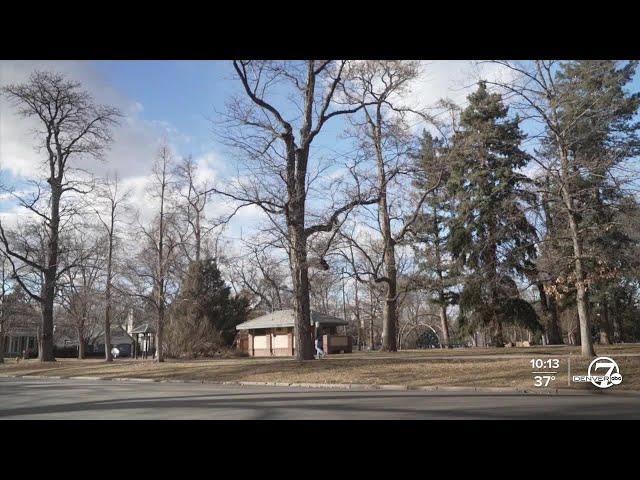 Be a Smart Ash: Denver program will plant trees in front of homes for free