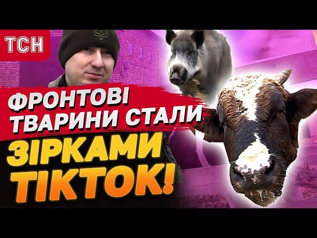 Мартин і Машка підкорили TikTok! Як фронтові тварини збирають сотні тисяч для ЗСУ