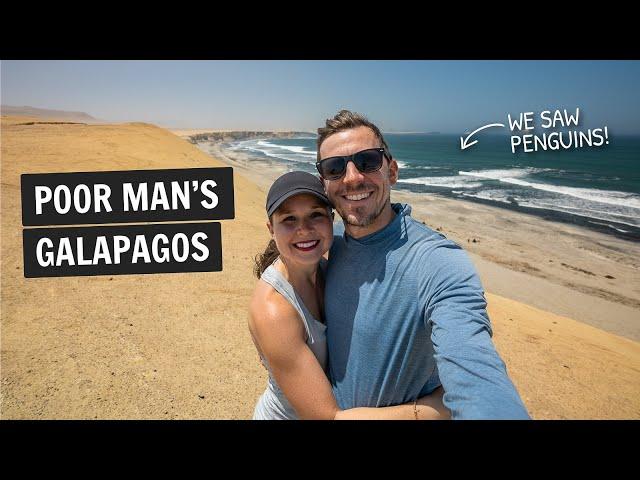 Two days in PARACAS, Peru  The Poor Man's Galapagos!