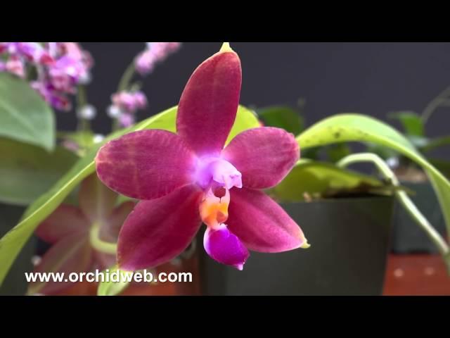 OrchidWeb - Phalaenopsis species