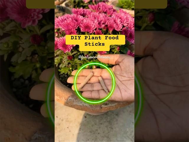 Expert Gardener Shares SECRET Plant Food Sticks for MAXIMUM Growth!