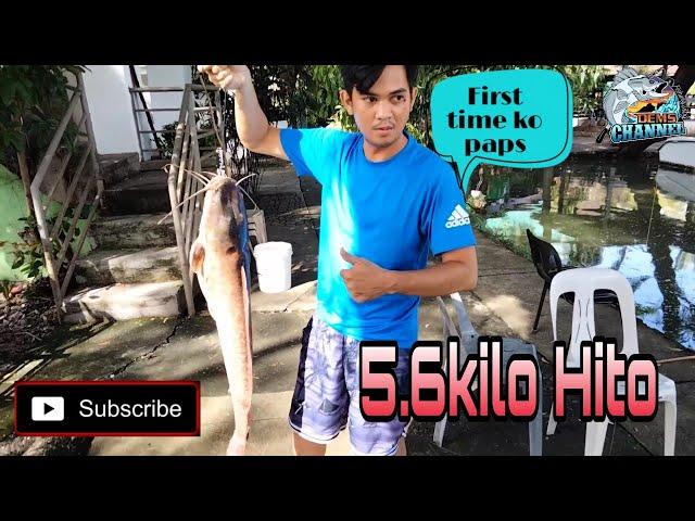 Big Monster  Fish Catch | 5.6kilo | Hito or Catfish | part 2 nong malaya kana | BULAWAN RESTAURANT