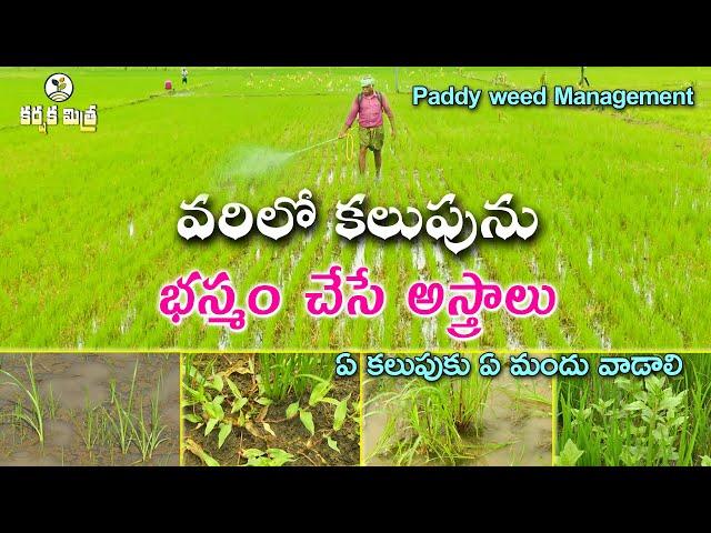 వరిలో కలుపును సులభంగా నివారించవచ్చు || Weed control in Dry Direct Seeded rice || Karshaka Mitra