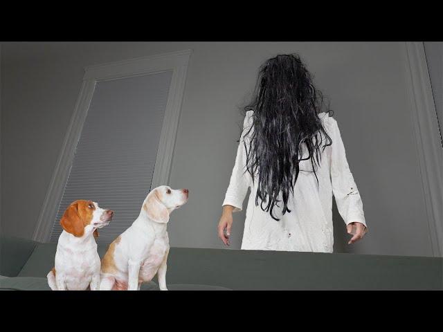 Dogs Give ‘The Ring' Girl a Makeover: Funny Dogs Maymo & Potpie vs Girl from 'The Ring' Prank