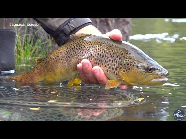 Pesca Rio Malleo 3 de 3 Aguas Arriba ESPN para Latinoamérica T:11 E: 17 2018