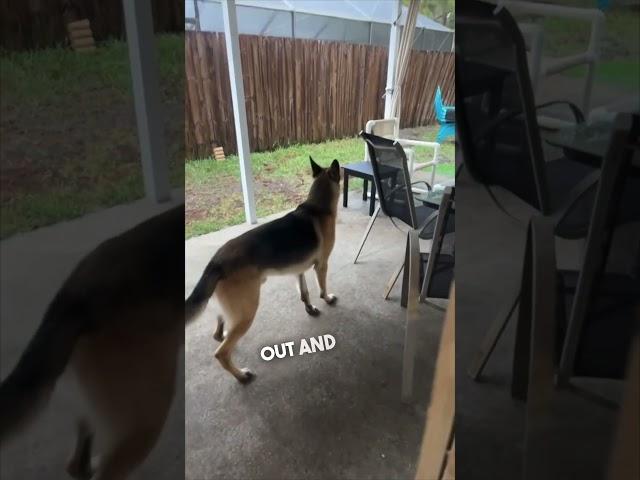 Her dog’s reaction getting scared by thunder is hilarious 