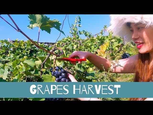 TRADITIONAL GRAPES HARVESTING & WINE MAKING IN KAKHETI GEORGIA // GoPro Hero7 Black