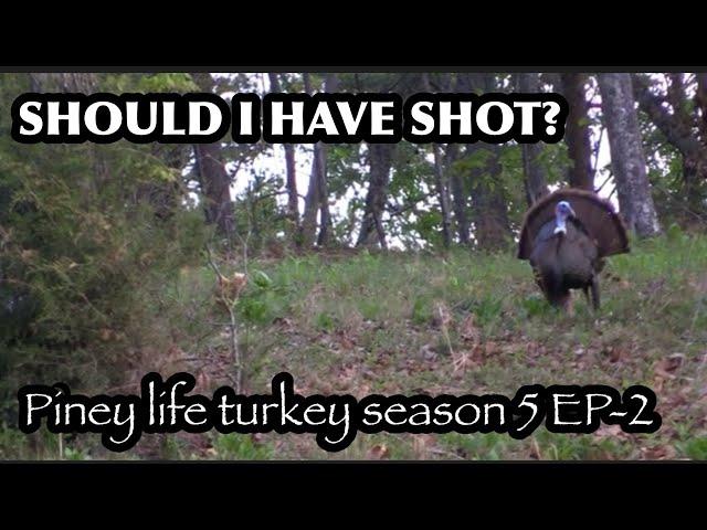 SHOULD I HAVE SHOT? Piney life Turkey season 5 ep-2!