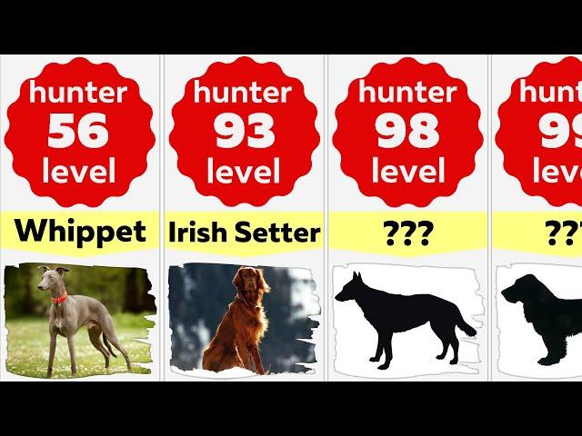 Comparison: Top 50 Best Hunting Dog Breeds | Better Dog Hunters