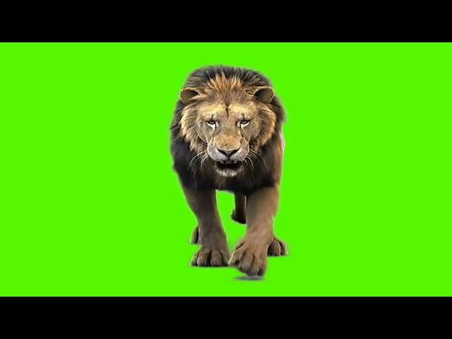 lion walking green screen video