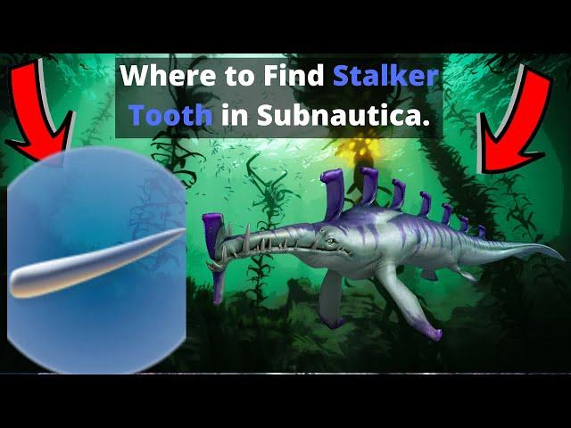 Where to find Stalker tooth in Subnautica.
