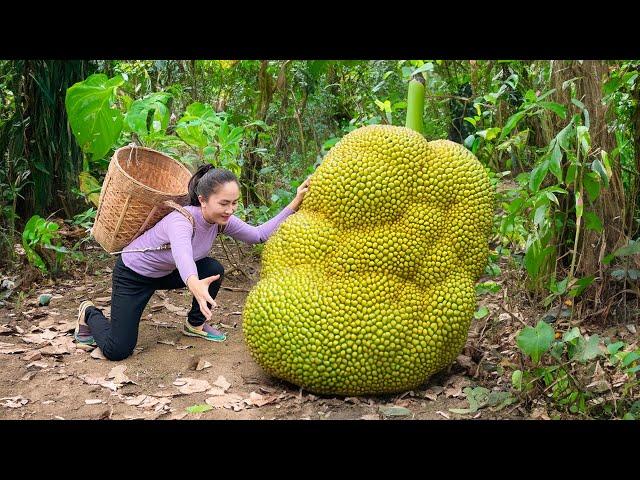 Harvest GIANT JACKFRUITS and bring them to the market sell, cooking |  Emma Daily Life