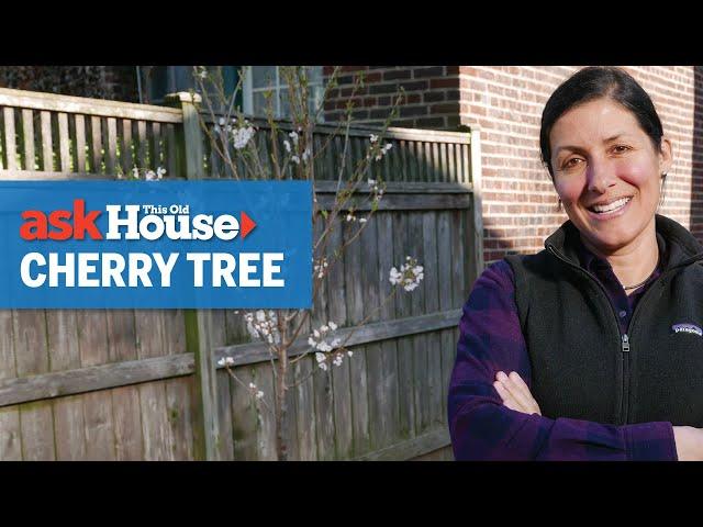 How to Plant a Cherry Tree | Ask This Old House