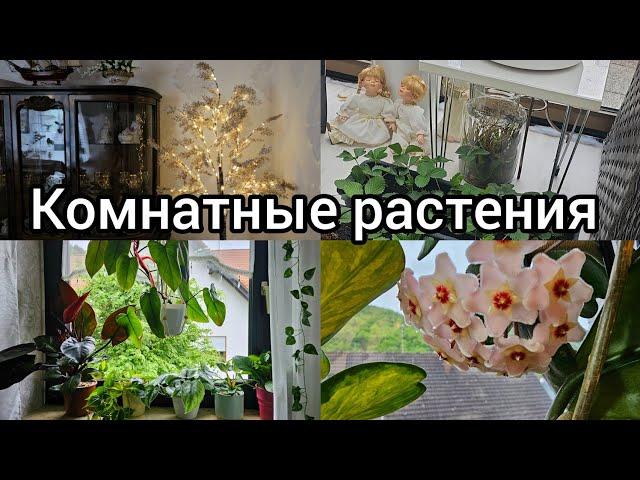 КОМНАТНЫЕ РАСТЕНИЯ.ОБЗОР#nature #влог #цветы #обзор #покупки #подарки #