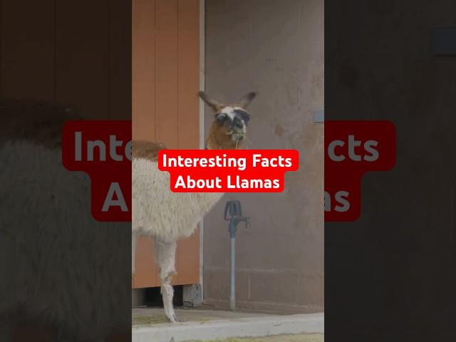 Top 3 Interesting Facts About Llamas #top3 #facts #llamas